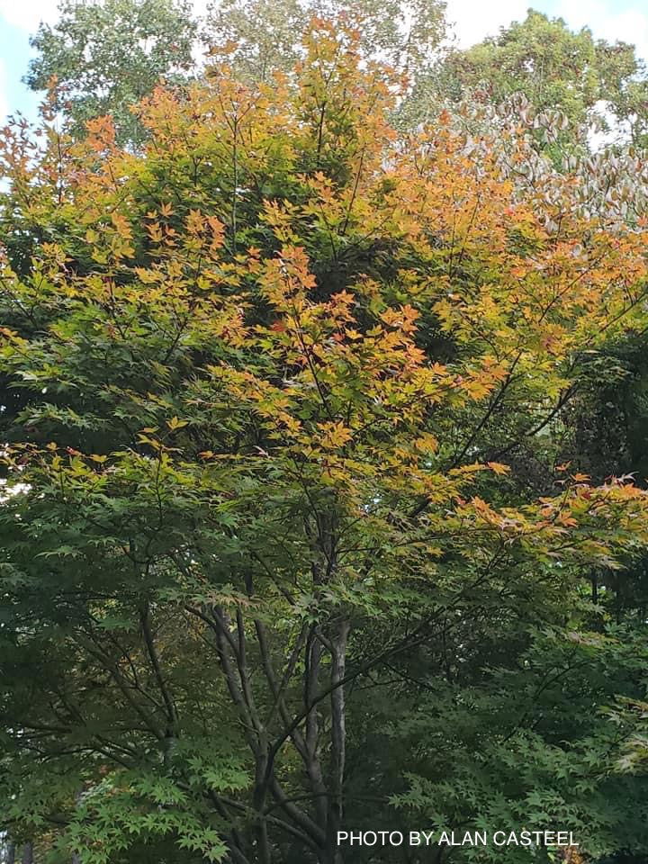 - Acer palmatum 'Boskoop Glory' Red Japanese Maple Tree - Mr Maple │ Buy Japanese Maple Trees