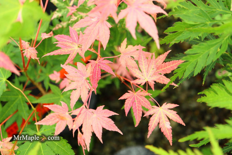 - Acer palmatum 'Brandi' Rare Pink Variegated Japanese Maple - Mr Maple │ Buy Japanese Maple Trees