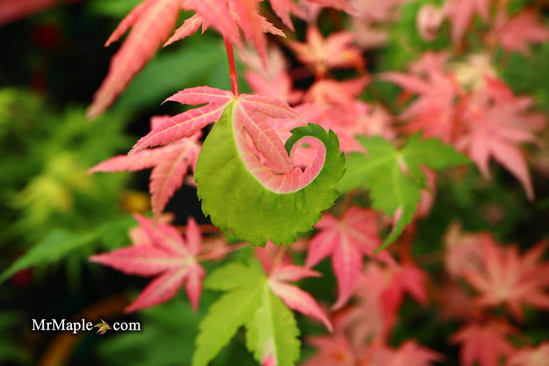 - Acer palmatum 'Brandi' Rare Pink Variegated Japanese Maple - Mr Maple │ Buy Japanese Maple Trees