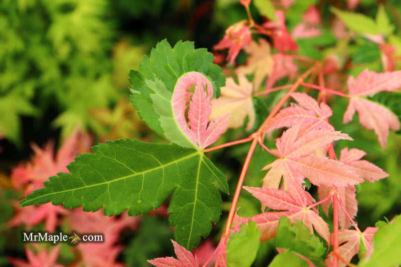 - Acer palmatum 'Brandi' Rare Pink Variegated Japanese Maple - Mr Maple │ Buy Japanese Maple Trees