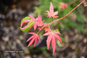 - Acer palmatum 'Brandi' Rare Pink Variegated Japanese Maple - Mr Maple │ Buy Japanese Maple Trees