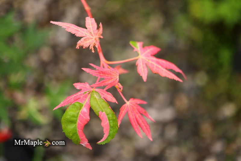 - Acer palmatum 'Brandi' Rare Pink Variegated Japanese Maple - Mr Maple │ Buy Japanese Maple Trees