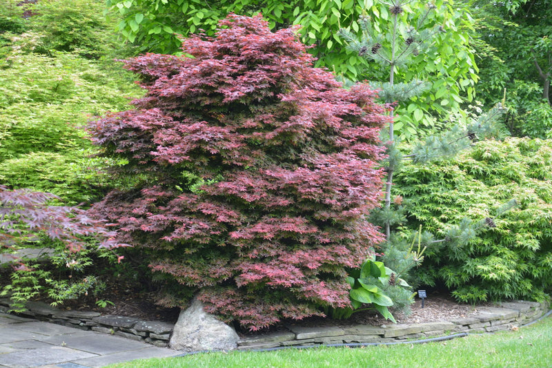 - Acer palmatum 'Brandt's Dwarf' Small Red Japanese Maple Tree - Mr Maple │ Buy Japanese Maple Trees
