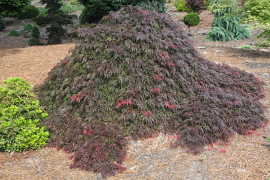 - Acer palmatum 'Brocade' Japanese Maple - Mr Maple │ Buy Japanese Maple Trees