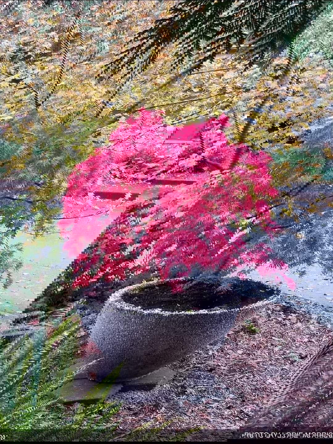 Acer palmatum　直径20～23㎝　53個 Buy Acer palmatum dissectum 'Brocade' Japanese Maple — Mr Maple