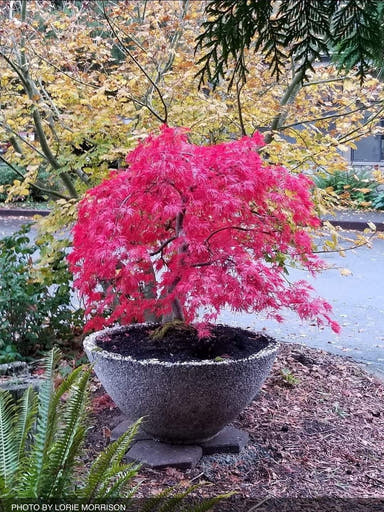 - Acer palmatum 'Brocade' Japanese Maple - Mr Maple │ Buy Japanese Maple Trees