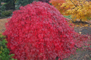 - Acer palmatum 'Brocade' Japanese Maple - Mr Maple │ Buy Japanese Maple Trees
