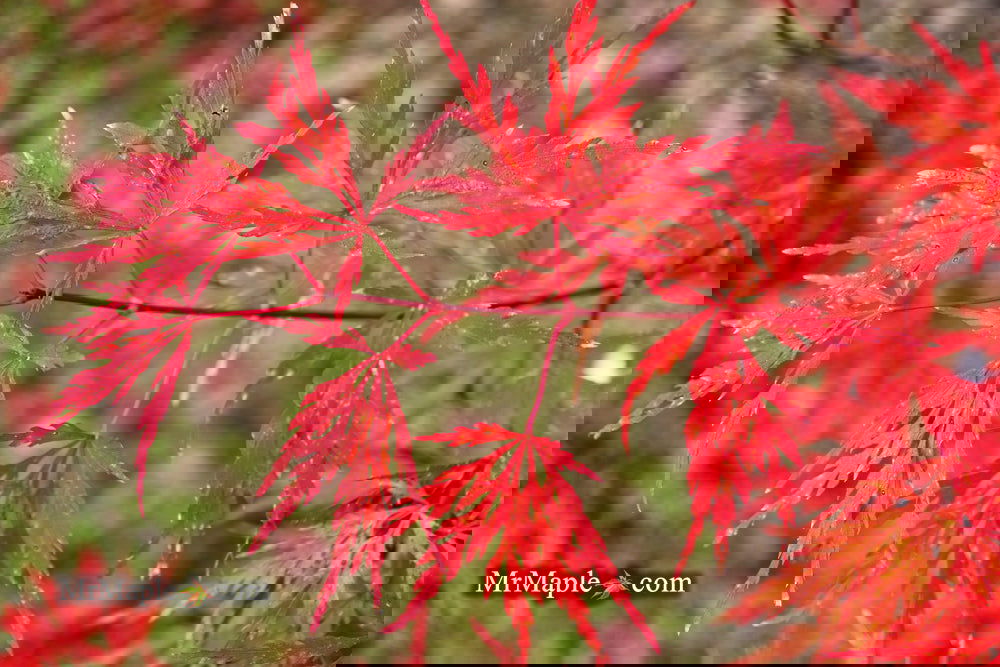 Buy Acer palmatum dissectum 'Brocade' Japanese Maple — Mr Maple