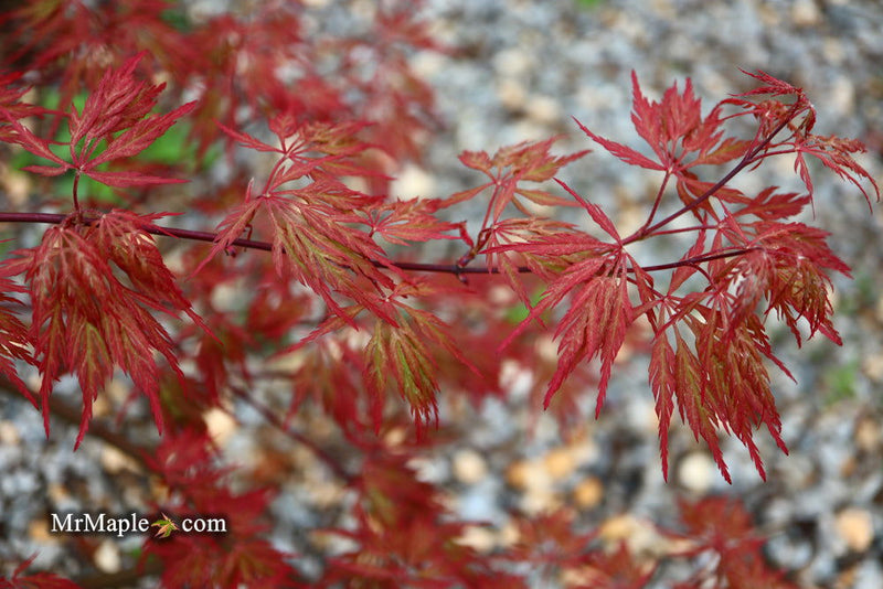- Acer palmatum 'Brocade' Japanese Maple - Mr Maple │ Buy Japanese Maple Trees