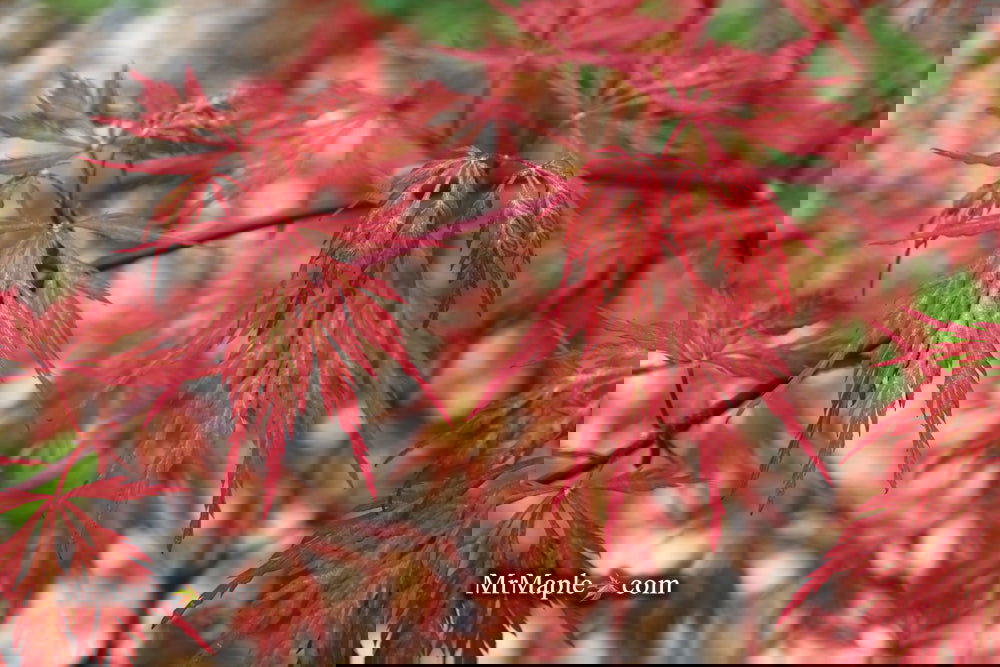 Buy Acer palmatum dissectum 'Brocade' Japanese Maple — Mr Maple