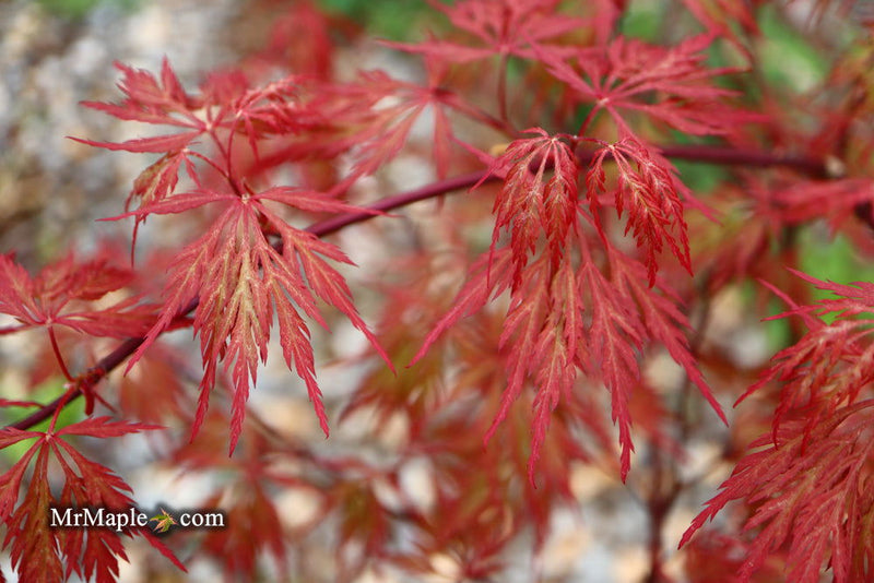 - Acer palmatum 'Brocade' Japanese Maple - Mr Maple │ Buy Japanese Maple Trees