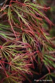 - Acer palmatum 'Bronzewing’ Laceleaf Japanese Maple - Mr Maple │ Buy Japanese Maple Trees