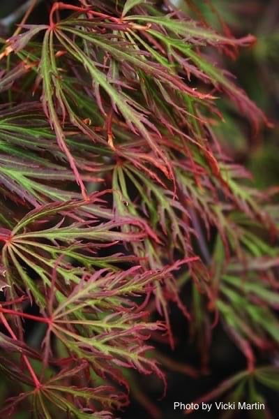 - Acer palmatum 'Bronzewing’ Laceleaf Japanese Maple - Mr Maple │ Buy Japanese Maple Trees