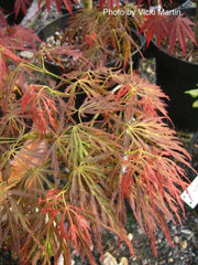 - Acer palmatum 'Bronzewing’ Laceleaf Japanese Maple - Mr Maple │ Buy Japanese Maple Trees