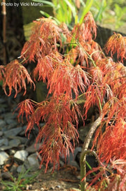 - Acer palmatum 'Bronzewing’ Laceleaf Japanese Maple - Mr Maple │ Buy Japanese Maple Trees