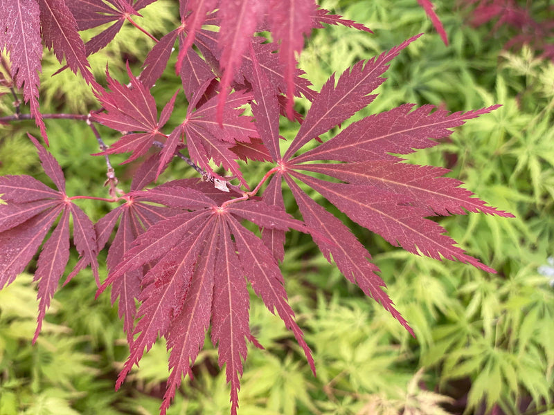 - Acer palmatum 'Burgundy Lace' Japanese Maple - Mr Maple │ Buy Japanese Maple Trees