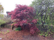 - Acer palmatum 'Burgundy Lace' Japanese Maple - Mr Maple │ Buy Japanese Maple Trees