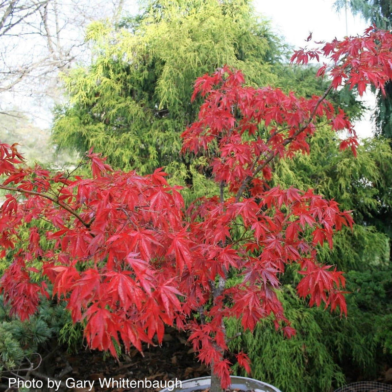 - Acer palmatum 'Burgundy Lace' Japanese Maple - Mr Maple │ Buy Japanese Maple Trees