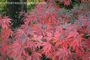 - Acer palmatum 'Burgundy Lace' Japanese Maple - Mr Maple │ Buy Japanese Maple Trees