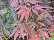 - Acer palmatum 'Burgundy Lace' Japanese Maple - Mr Maple │ Buy Japanese Maple Trees