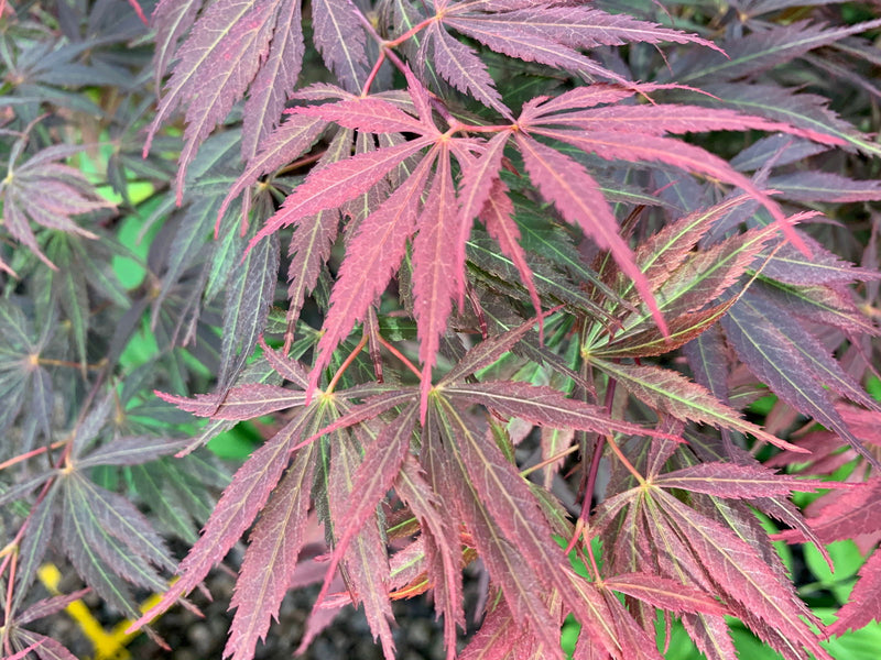 - Acer palmatum 'Burgundy Lace' Japanese Maple - Mr Maple │ Buy Japanese Maple Trees