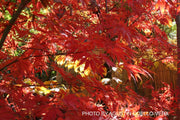 - Acer palmatum 'Burgundy Lace' Japanese Maple - Mr Maple │ Buy Japanese Maple Trees