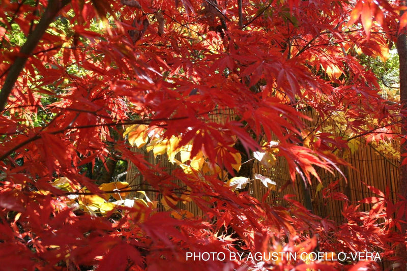- Acer palmatum 'Burgundy Lace' Japanese Maple - Mr Maple │ Buy Japanese Maple Trees