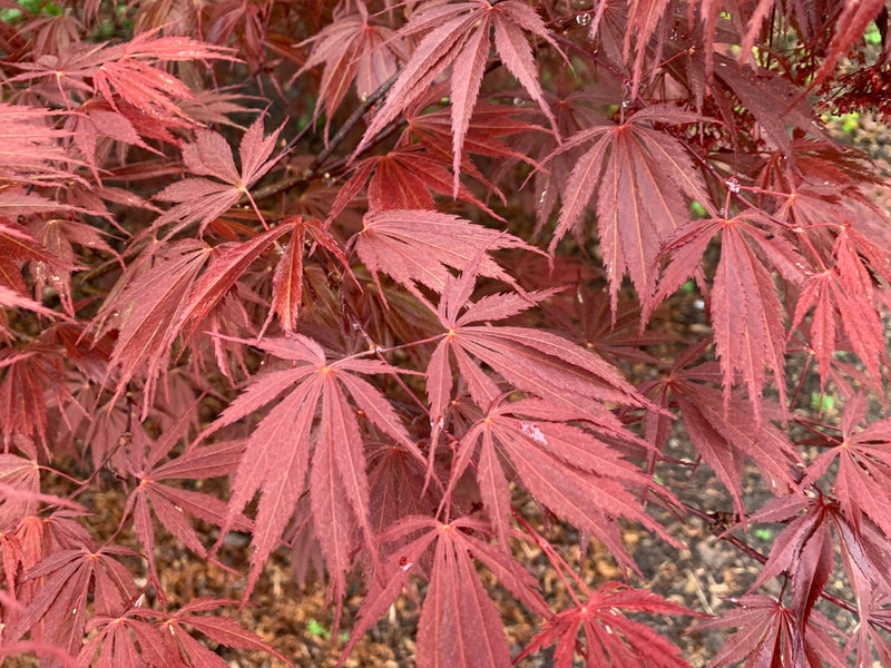 - Acer palmatum 'Burgundy Lace' Japanese Maple - Mr Maple │ Buy Japanese Maple Trees
