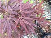 - Acer palmatum 'Burgundy Lace' Japanese Maple - Mr Maple │ Buy Japanese Maple Trees
