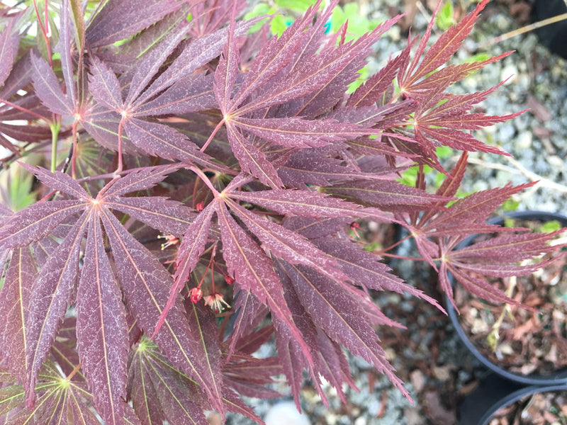 - Acer palmatum 'Burgundy Lace' Japanese Maple - Mr Maple │ Buy Japanese Maple Trees