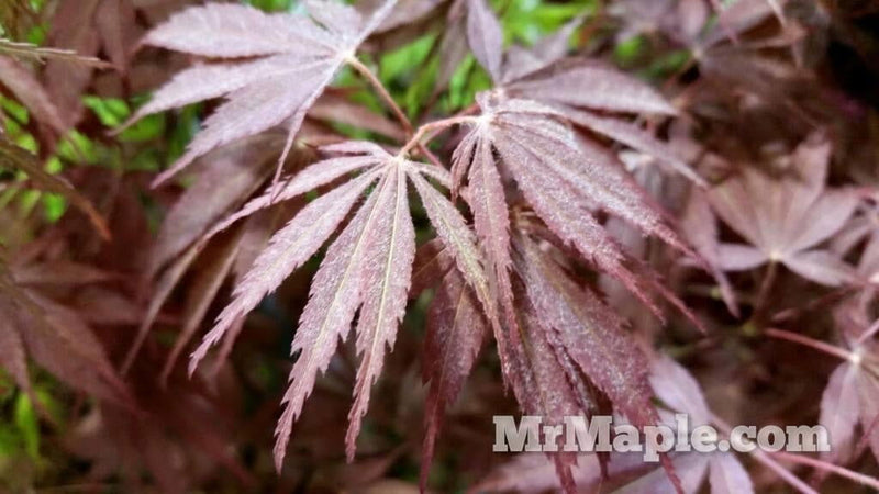 - Acer palmatum 'Burgundy Lace' Japanese Maple - Mr Maple │ Buy Japanese Maple Trees