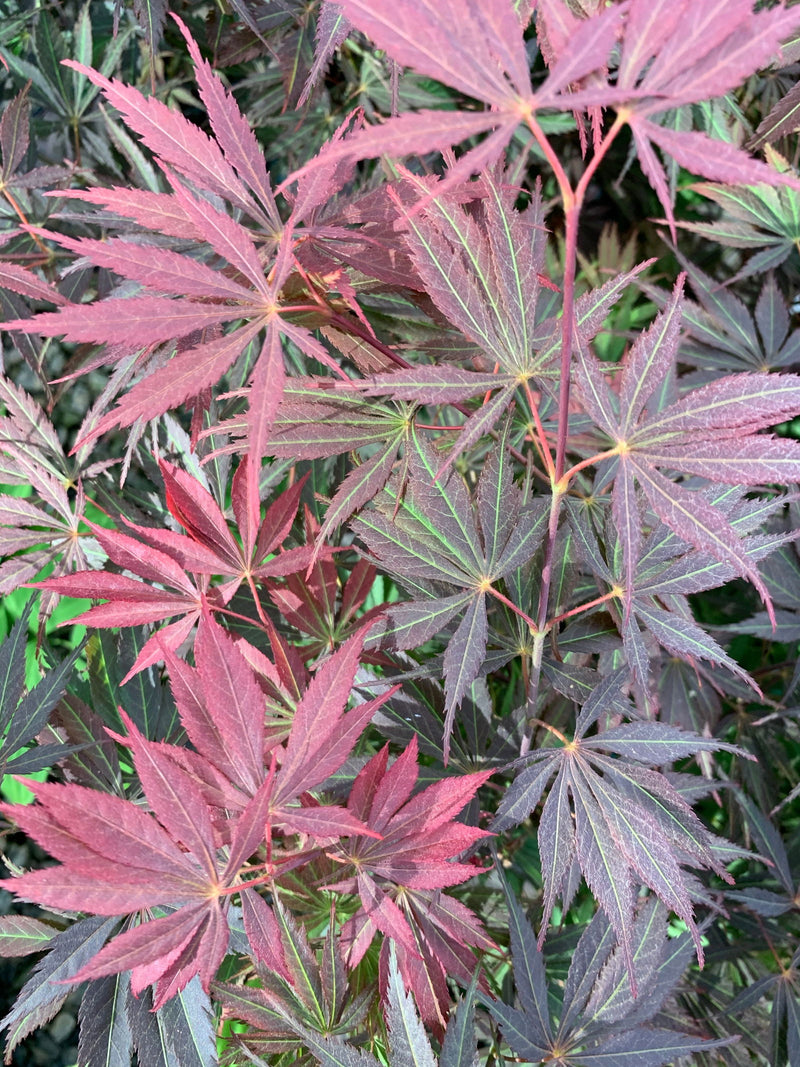 - Acer palmatum 'Burgundy Lace' Japanese Maple - Mr Maple │ Buy Japanese Maple Trees