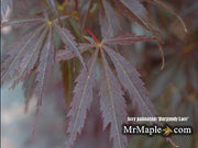 - Acer palmatum 'Burgundy Lace' Japanese Maple - Mr Maple │ Buy Japanese Maple Trees