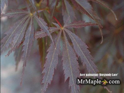 - Acer palmatum 'Burgundy Lace' Japanese Maple - Mr Maple │ Buy Japanese Maple Trees