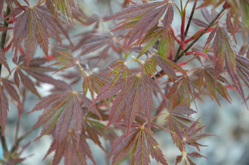 - Acer palmatum 'Burgundy Lace' Japanese Maple - Mr Maple │ Buy Japanese Maple Trees