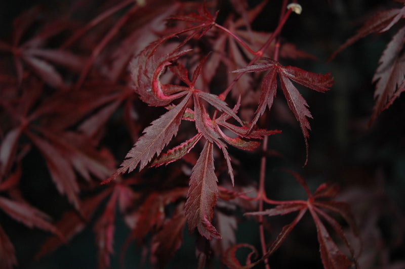- Acer palmatum 'Burgundy Lace' Japanese Maple - Mr Maple │ Buy Japanese Maple Trees