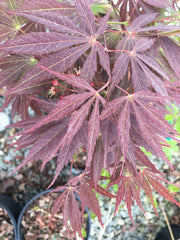 - Acer palmatum 'Burgundy Lace' Japanese Maple - Mr Maple │ Buy Japanese Maple Trees