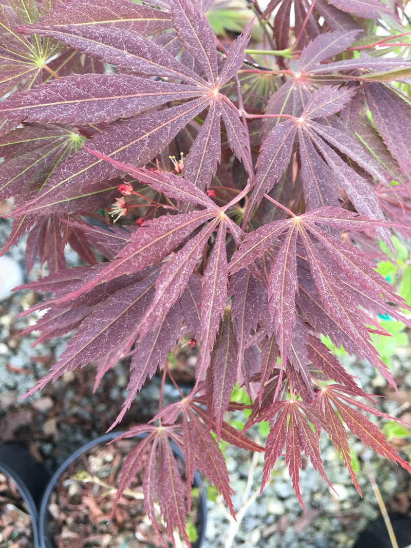 - Acer palmatum 'Burgundy Lace' Japanese Maple - Mr Maple │ Buy Japanese Maple Trees