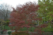 - Acer palmatum 'Burgundy Lace' Japanese Maple - Mr Maple │ Buy Japanese Maple Trees