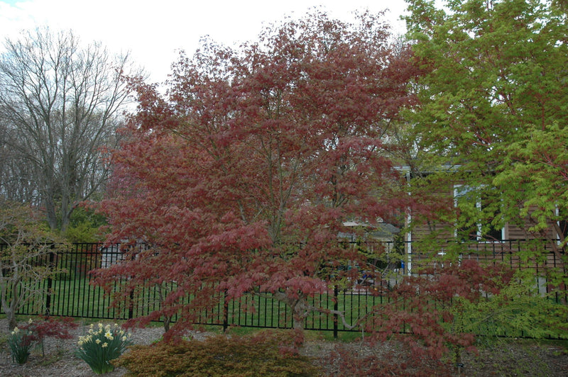 - Acer palmatum 'Burgundy Lace' Japanese Maple - Mr Maple │ Buy Japanese Maple Trees