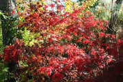 - Acer palmatum 'Burgundy Lace' Japanese Maple - Mr Maple │ Buy Japanese Maple Trees