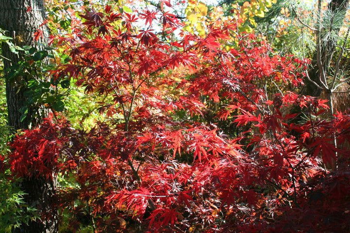 - Acer palmatum 'Burgundy Lace' Japanese Maple - Mr Maple │ Buy Japanese Maple Trees