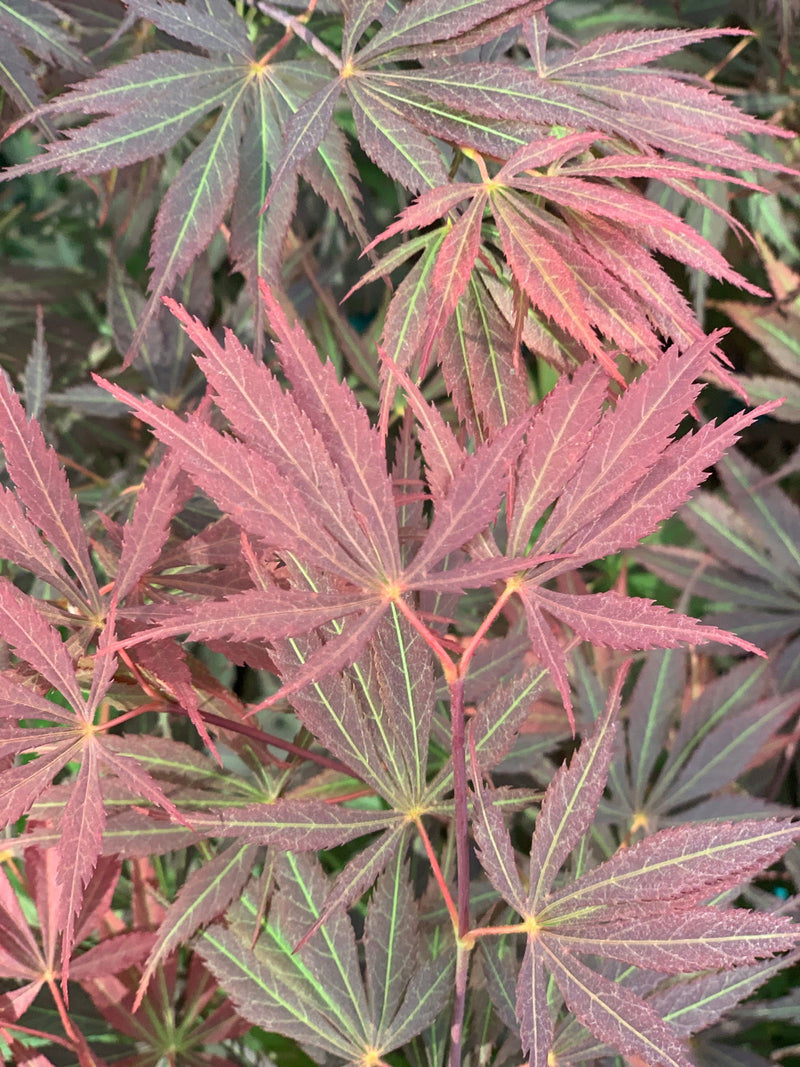 - Acer palmatum 'Burgundy Lace' Japanese Maple - Mr Maple │ Buy Japanese Maple Trees
