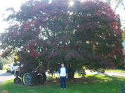 - Acer palmatum 'Burgundy Lace' Japanese Maple - Mr Maple │ Buy Japanese Maple Trees