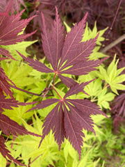 - Acer palmatum 'Burgundy Lace' Japanese Maple - Mr Maple │ Buy Japanese Maple Trees