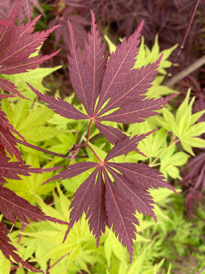 - Acer palmatum 'Burgundy Lace' Japanese Maple - Mr Maple │ Buy Japanese Maple Trees