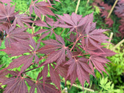 - Acer palmatum 'Burgundy Lace' Japanese Maple - Mr Maple │ Buy Japanese Maple Trees
