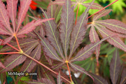 - Acer palmatum 'Burgundy Lace' Japanese Maple - Mr Maple │ Buy Japanese Maple Trees