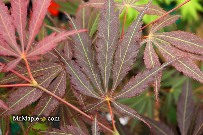 - Acer palmatum 'Burgundy Lace' Japanese Maple - Mr Maple │ Buy Japanese Maple Trees