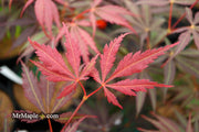 - Acer palmatum 'Burgundy Lace' Japanese Maple - Mr Maple │ Buy Japanese Maple Trees